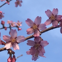 桜がきれいです