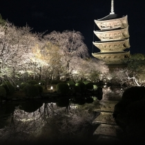 東寺のライトアップ